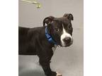 Blair English Bulldog Puppy Female