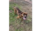 Ginger Boxer Adult Female