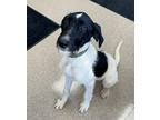 Indy German Wirehaired Pointer Young Male