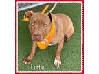 LOTTIE American Bulldog Young Female