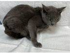 Cleopatra Russian Blue Kitten Female