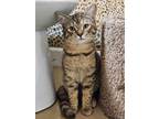Kala Domestic Shorthair Kitten Female