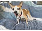 Trapper John Jack Russell Terrier Senior Male