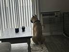 Nicki Presa Canario Adult Female