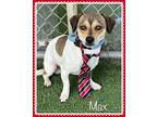 MAX Chihuahua Adult Male