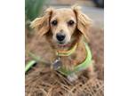 Ella Grace Dachshund Adult Female