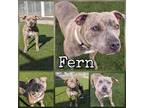 Fern American Pit Bull Terrier Adult Female