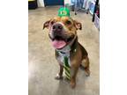Sauron American Pit Bull Terrier Young Male