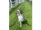 Benji Treeing Walker Coonhound Adult Male