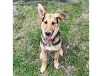 Sarah German Shepherd Dog Young Female