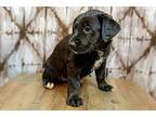 Barbara Rottweiler Puppy Female