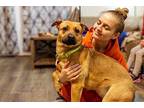 Cruella German Shepherd Dog Adult Female