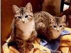 Thing 2 Domestic Shorthair Kitten Female