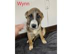 Wyn German Shepherd Dog Puppy Female