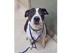 Monica Labrador Retriever Adult Female