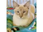 Rocket Siamese Young Male