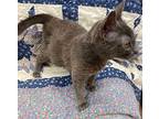 Peter Russian Blue Kitten Male