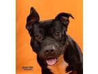 Rupert American Pit Bull Terrier Adult Male