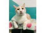 Don Chonk Domestic Shorthair Senior Male