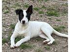 Empress Terrier (Unknown Type, Medium) Puppy Female