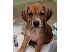 Nala Boxer Young Female