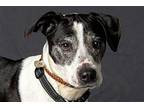 GOOD FRIEND CHARLIE Pointer Adult Male