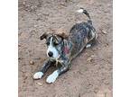 Lita in TEXAS Jack Russell Terrier Young Female