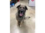 Rocky German Shepherd Dog Young Male