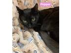 Pepper Domestic Shorthair Kitten Female