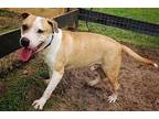 Cowboy American Pit Bull Terrier Adult Male