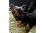 Jackie (Black Jack) Yorkie, Yorkshire Terrier Young Male