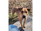Archer Labrador Retriever Adult Male