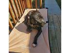 Fenny - In Foster American Staffordshire Terrier Adult Male