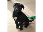 Simone Terrier (Unknown Type, Medium) Puppy Female