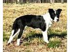 PUPPY BELIZE Labrador Retriever Puppy Female