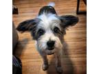 Chucky Havanese Adult Male