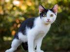 KITTEN PANDA Domestic Mediumhair Young Female