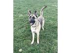 ZOE Belgian Malinois Adult Female
