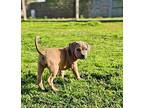 Edyn American Pit Bull Terrier Puppy Female