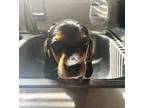 Honey Beagle Puppy Female