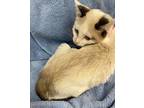 Mae Siamese Kitten Female