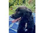 Mateo Flat-Coated Retriever Adult Male