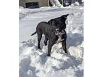 Angie - In Foster American Staffordshire Terrier Adult Female