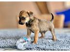 Goose Chihuahua Puppy Male