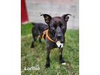 Lonnie Boxer Adult Male