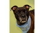 Chicken-in a Foster Home Boxer Senior Male