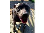 Leia American Pit Bull Terrier Senior Female