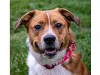 Chance Akita Young Male