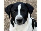 Tubbs Labrador Retriever Puppy Male