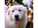 CHEERFUL CHACHI Great Pyrenees Adult Male